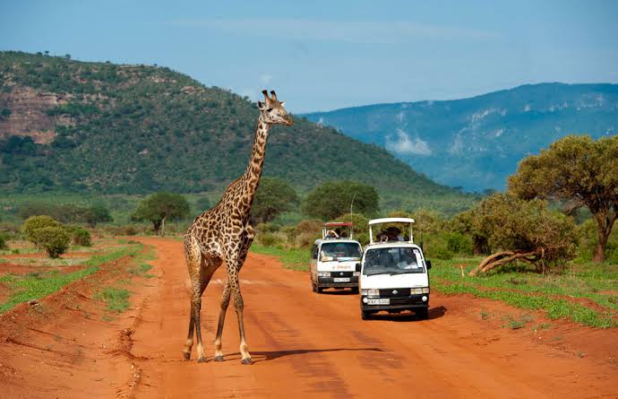 Elephants in Tsavo